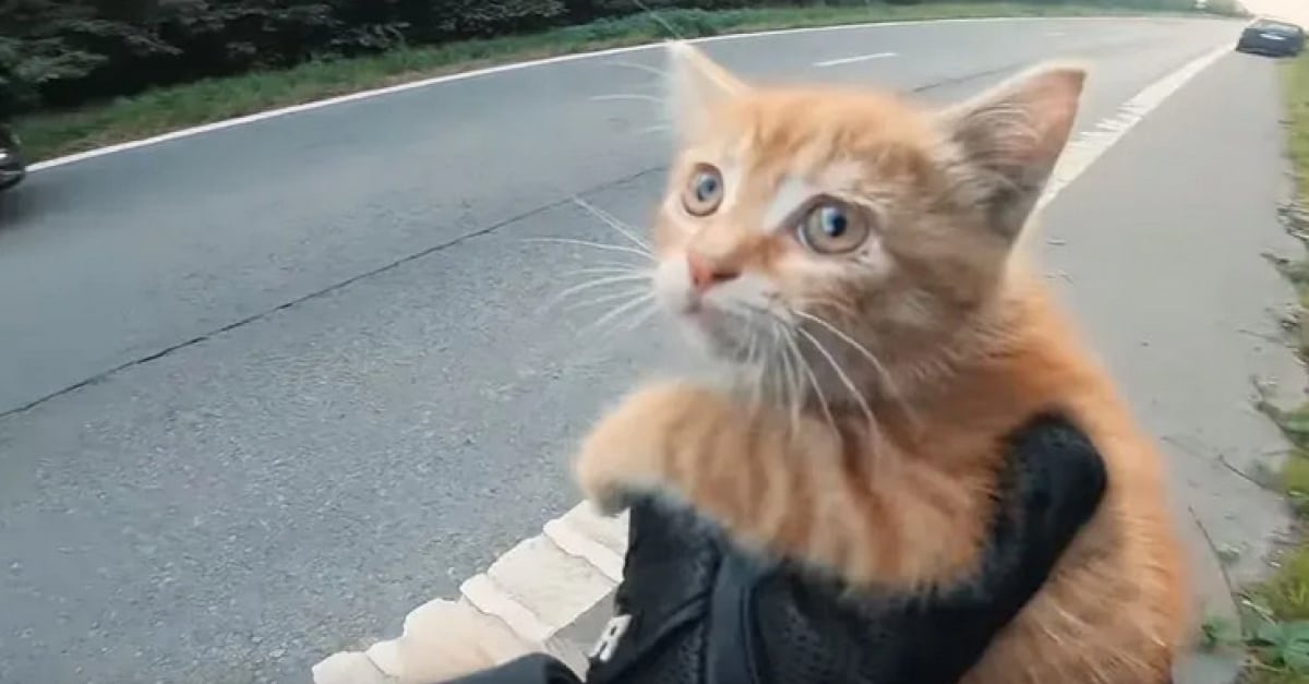 Video Il Sauve La Vie D Un Chaton Allonge En Plein Milieu D Une Autoroute