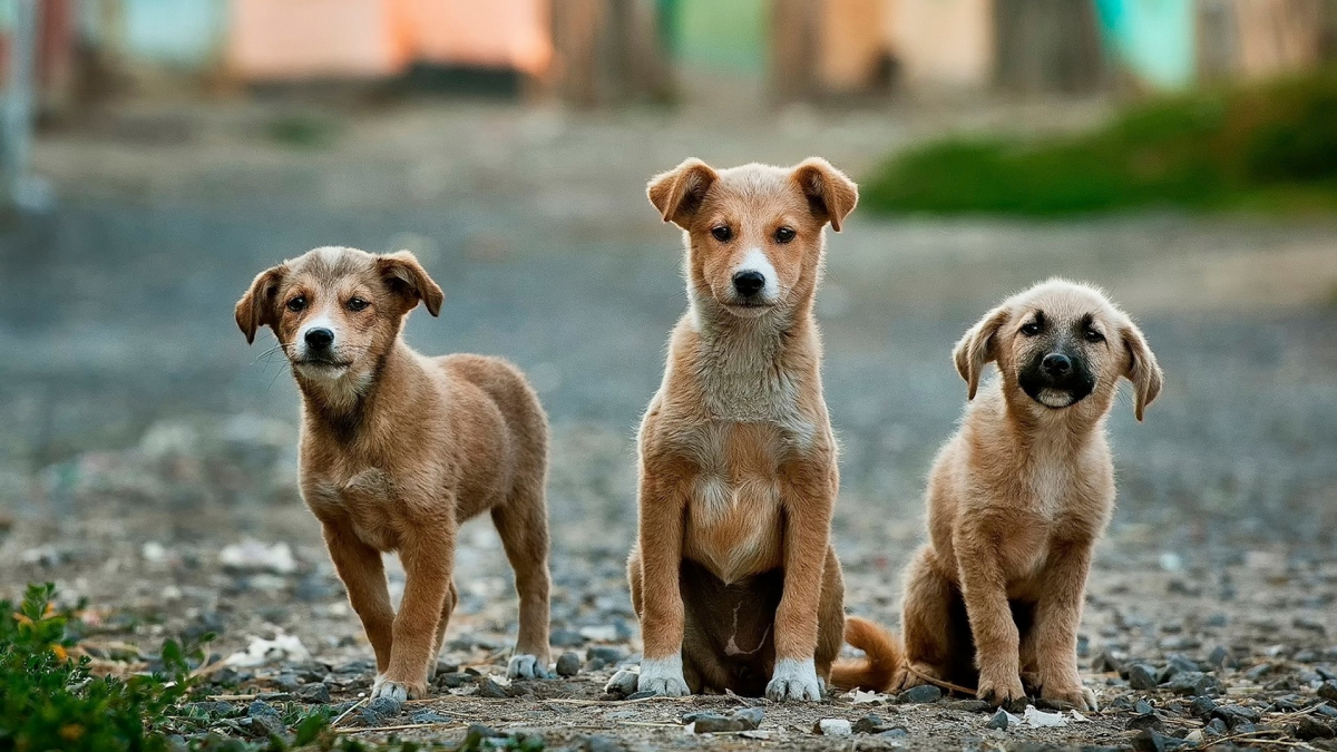 Illustration : "Une association porte plainte contre le propriétaire d'une centaine de chien, ils se mangeaient entre eux !"