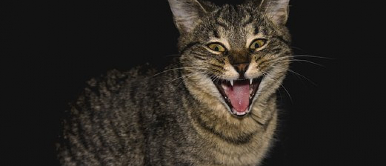 5 Choses Que Vous Devriez Arreter De Faire A Votre Chat Pour Ne Pas L Agacer