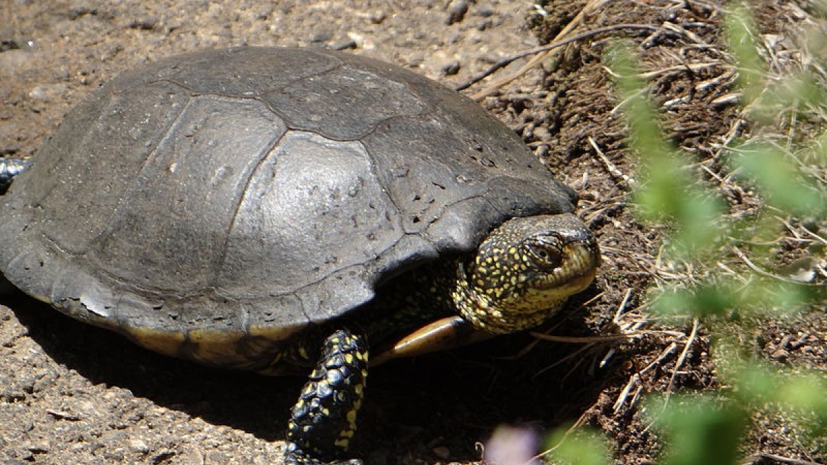 Illustration : "Les tortues de Floride et d’Asie menacent leur congénère française dans le Var"