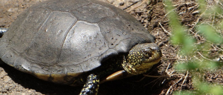 Illustration : "Les tortues de Floride et d’Asie menacent leur congénère française dans le Var"