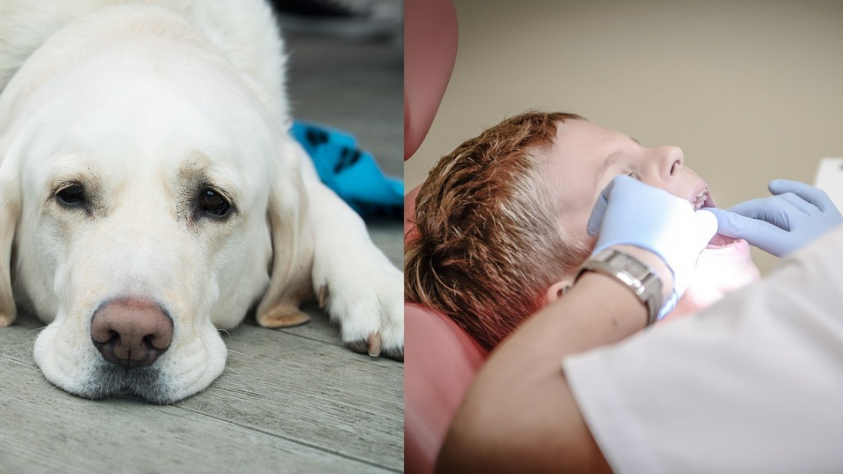 Illustration : "Des chiens de thérapie pour les enfants chez le dentiste ? Des chercheurs s’y intéressent"