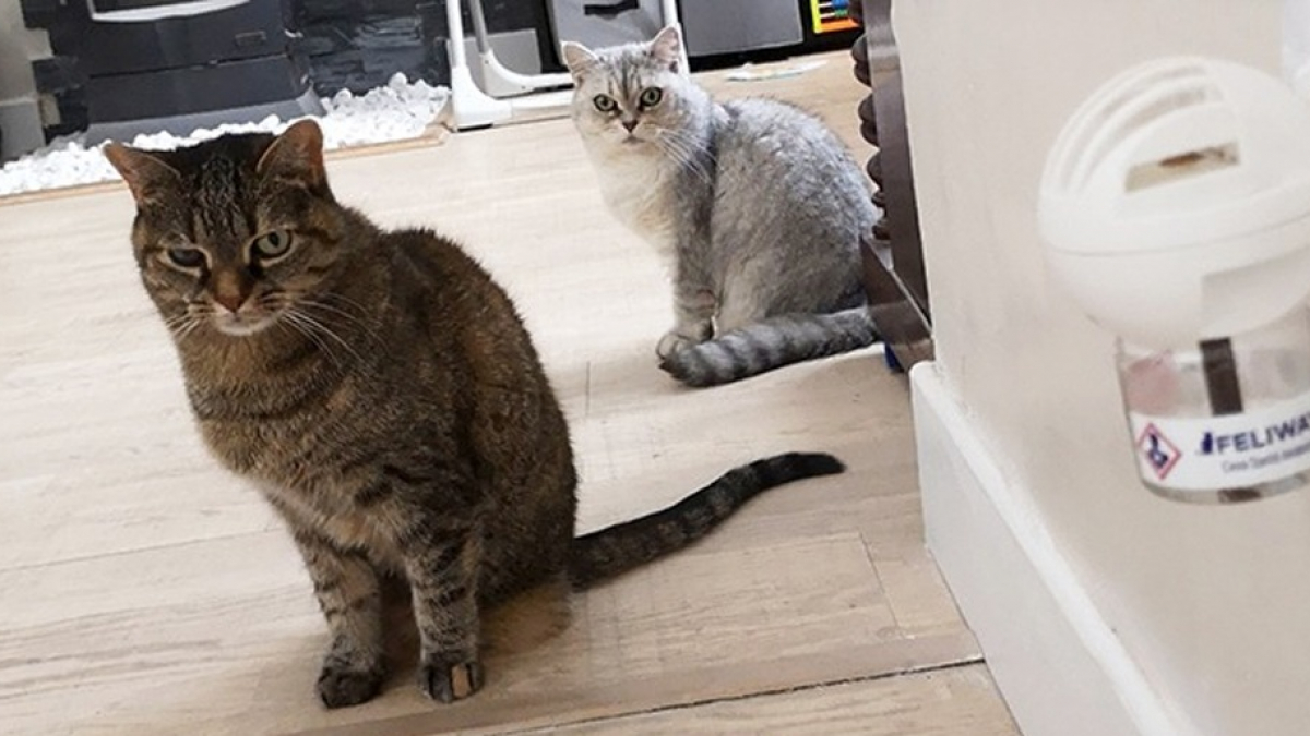 Feliway Friends Diffuseur Réduit les Tensions entre Chats 30 Jours