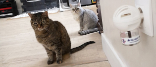 Illustration : "Nous avons testé pour vous Feliway Friends, le diffuseur pour réduire les conflits entre chats"