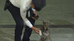 Illustration : Un gardien de sécurité d’un centre commercial contourne le règlement pour aider des chiens errants