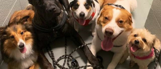 Illustration : "Fous de leur propriétaire, ces 5 chiens ne lui laisse aucun répit au quotidien ! "