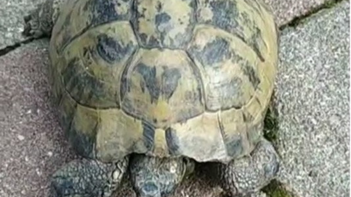 Illustration : "Séraphine, une tortue de 60 ans, a disparu du jour au lendemain !"