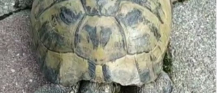 Illustration : "Séraphine, une tortue de 60 ans, a disparu du jour au lendemain !"