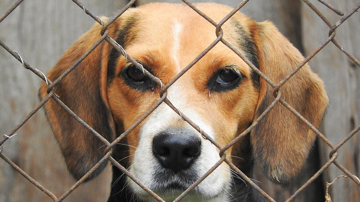 Illustration : "Rassemblement pour la fermeture d’un élevage de chiens de laboratoire dans l’Yonne"