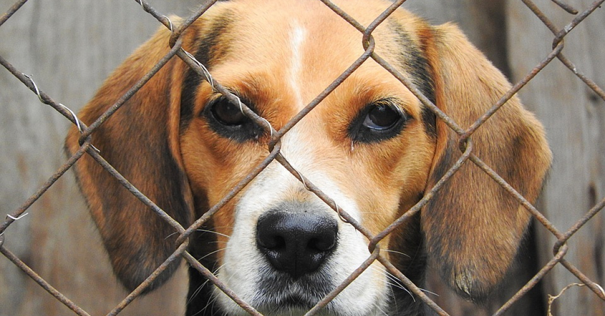 Rassemblement pour la fermeture d’un élevage de chiens de