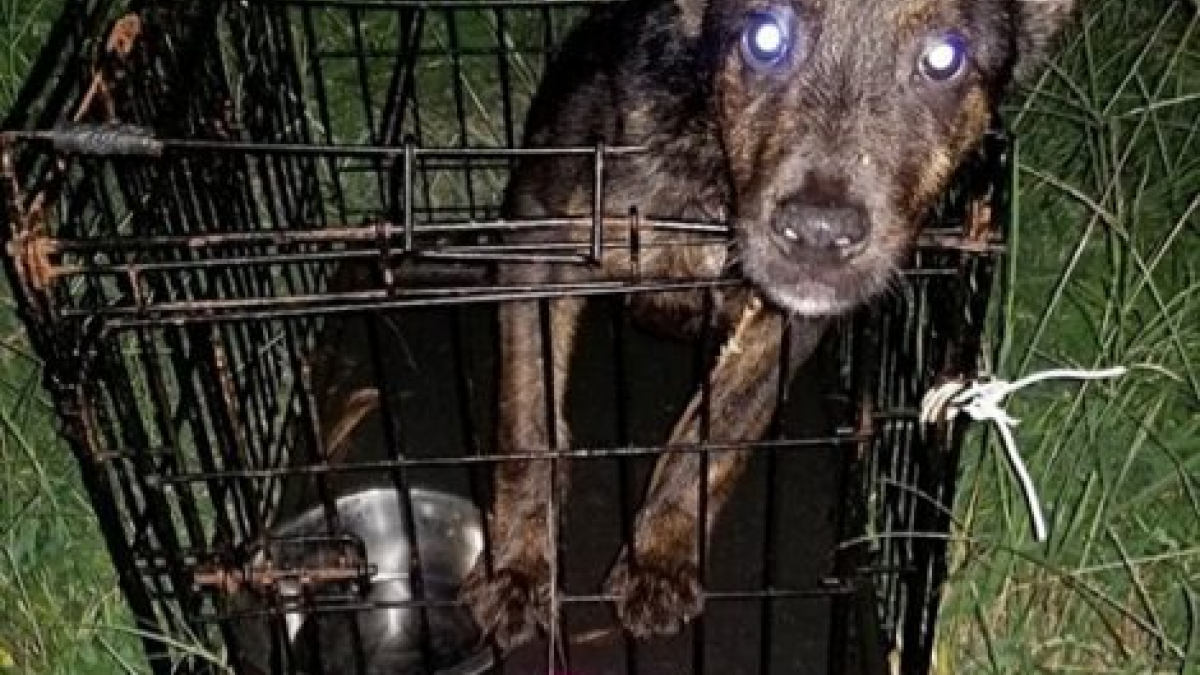 Illustration : "Sauvetage d’un chien abandonné dans une cage étroite, une note y était attachée"