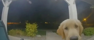 Illustration : "Pour rentrer chez lui après une fugue, ce chien rentre chez lui, tout simplement en sonnant ! "