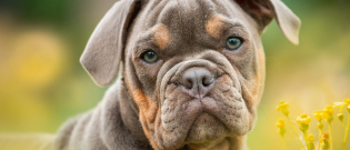Illustration : "Vers une prime offerte aux propriétaires qui stérilisent leurs chien ?"