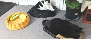 Illustration : "17 chats qui ont décidé de dormir partout sauf dans leur panier"