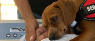 Illustration : "Après avoir compris qu'il allait le perdre, ce chien n'a plus voulu quitter son maître"