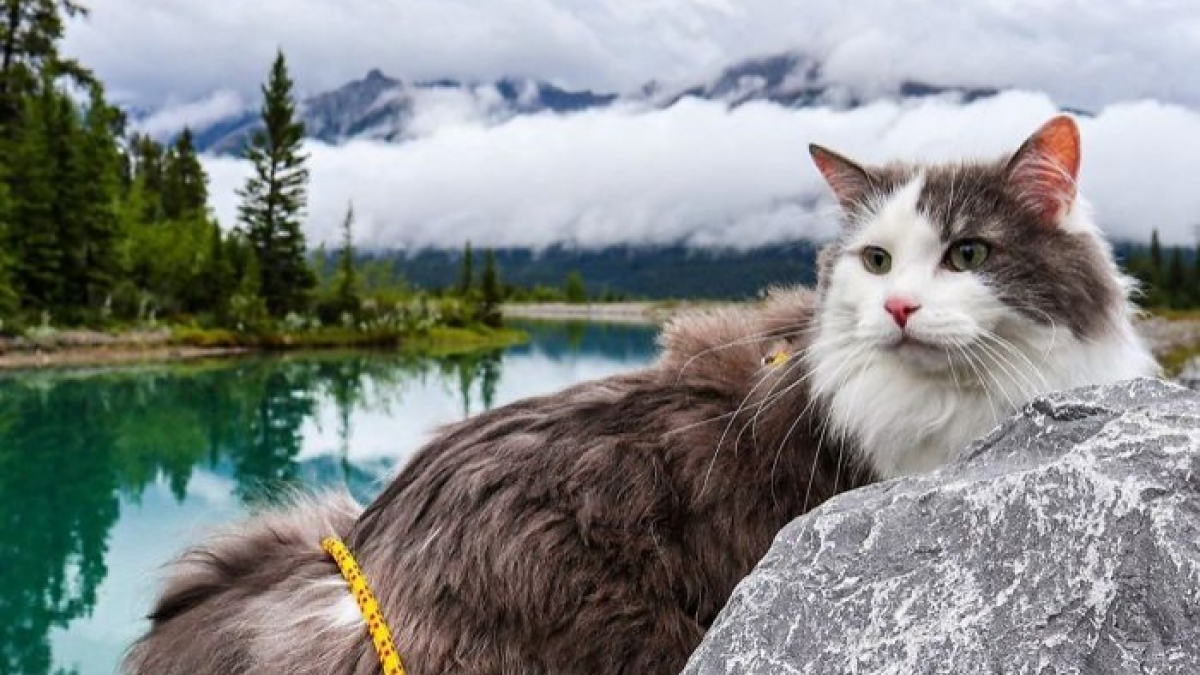 Illustration : "Découvrez Gary, chat alpiniste, star d’Instagram grâce à ses incroyables aventures"