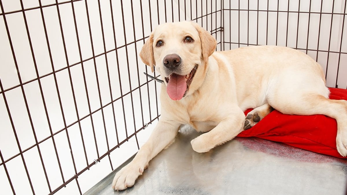 Cages pour chiens