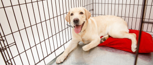 Illustration : "La cage pour chien"