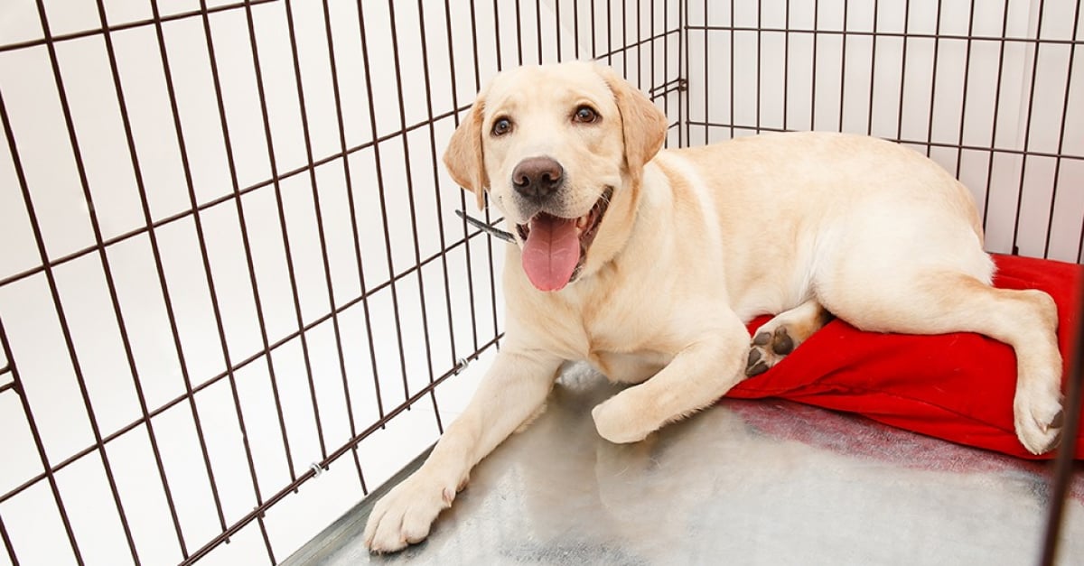 La cage pour chien : quelle utilité et comment la choisir ?