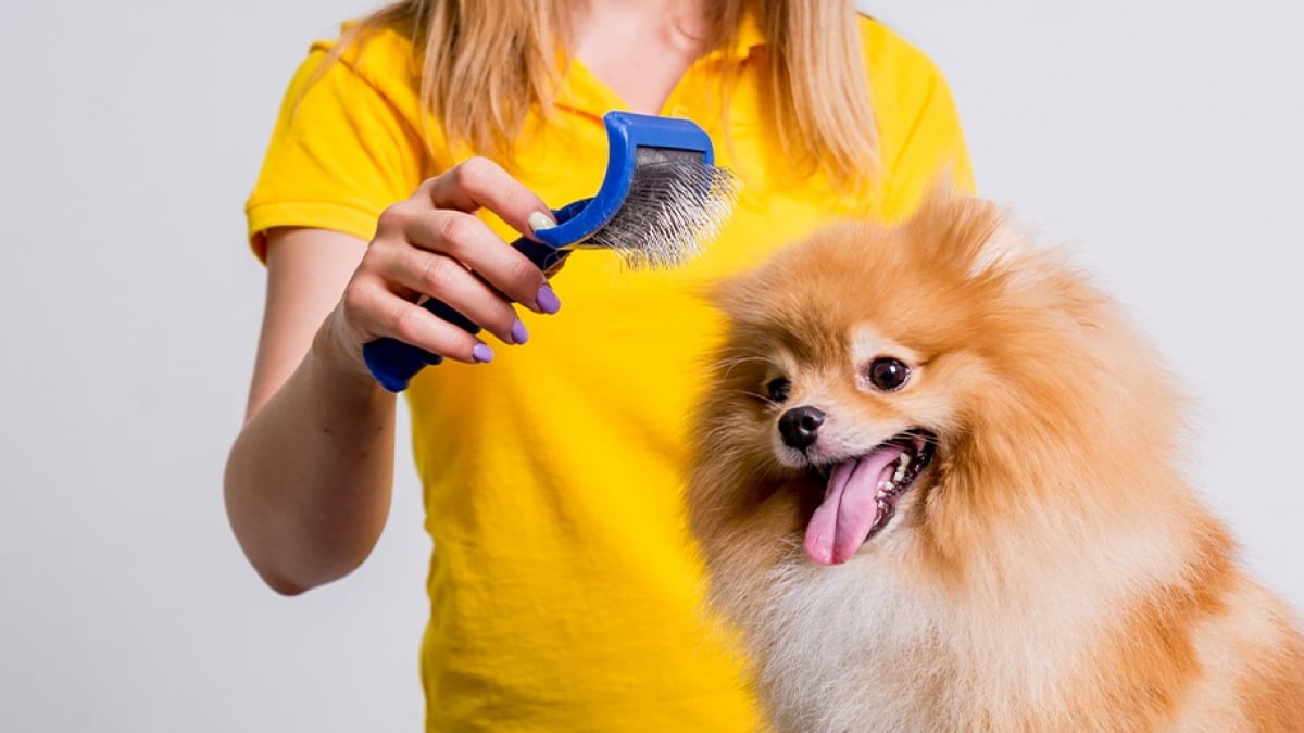 Illustration : "La brosse pour chien"