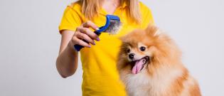 Illustration : "La brosse pour chien"