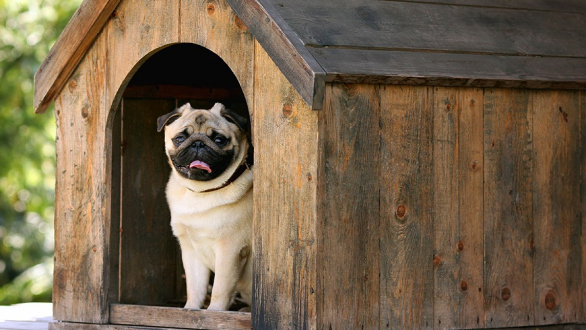 Illustration : "La niche pour chien"