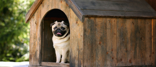 Illustration : "La niche pour chien"