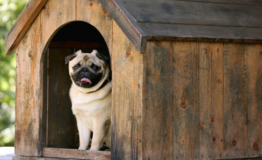 Illustration : "La niche pour chien"