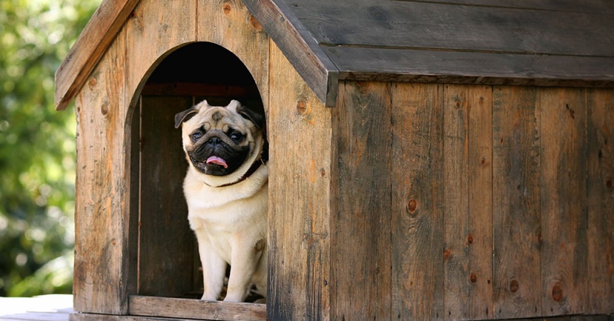Pourquoi opter pour une niche d'intérieur pour chien ?