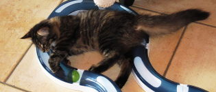Illustration : "Les jouets pour chat"