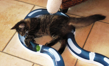 Illustration : "Les jouets pour chat"