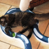 Illustration : Les jouets pour chat