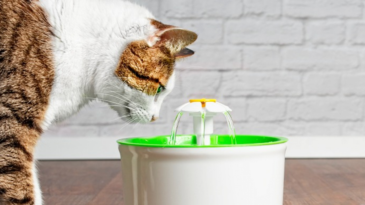 Illustration : "La fontaine à eau pour chat"