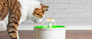 Illustration : "La fontaine à eau pour chat"