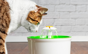 Illustration : "La fontaine à eau pour chat"