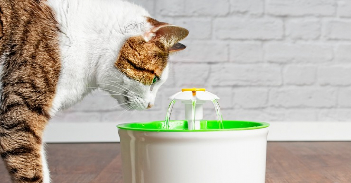 Comparatif : les meilleures fontaines à eau pour chats et chiens