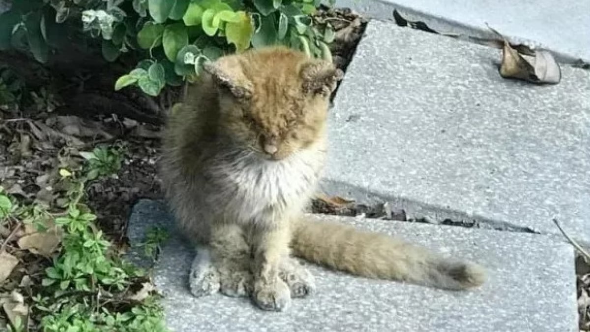 Illustration : "Une amoureuse des animaux sauve Simba, un chaton abandonné dans les rues ! "