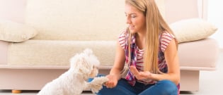 Illustration : "Quels sont les tarifs d'un pet-sitter ?"