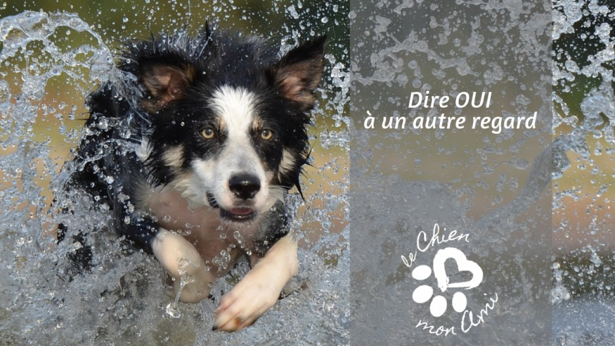 Illustration : "« Le chien mon ami », pour une meilleure culture du chien"