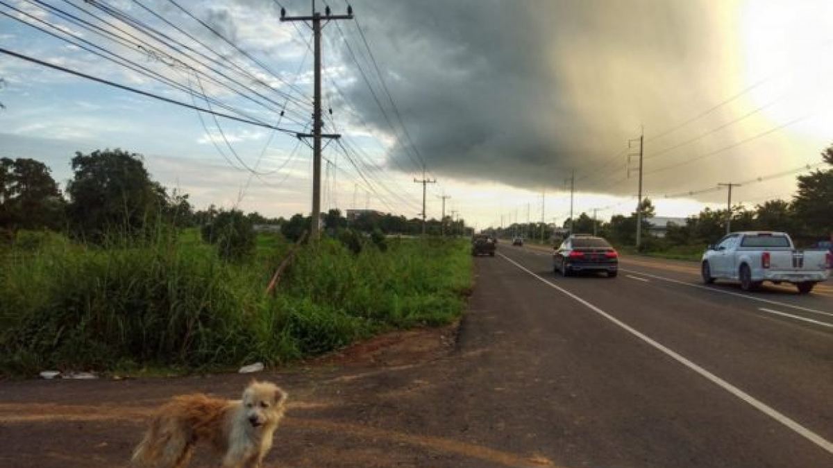 Illustration : "Perdu, un chien attend 4 ans le retour de son maître sur le bord de la route et le retrouve !"