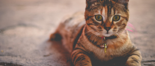 Illustration : "Les meilleurs noms en P pour un chat"