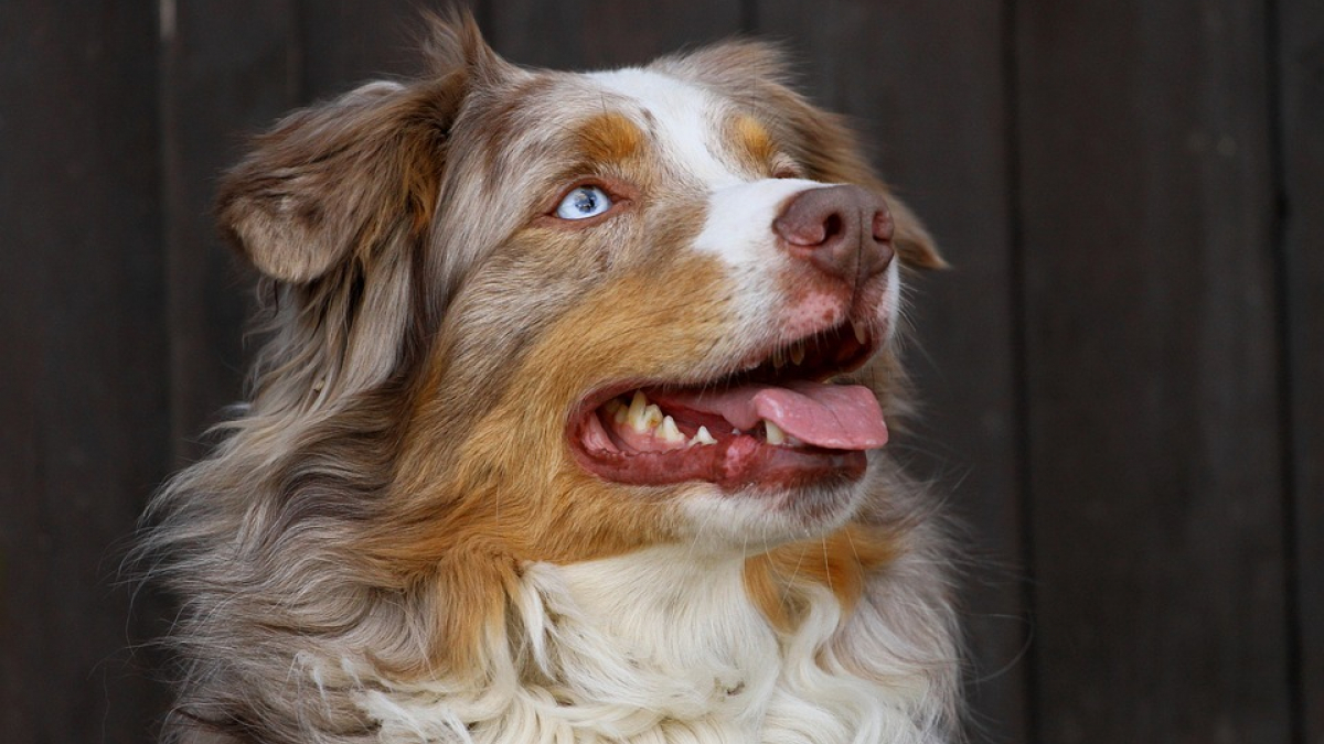 Illustration : "Un Toulousain cherche désespérément son chien volé depuis 2 ans"