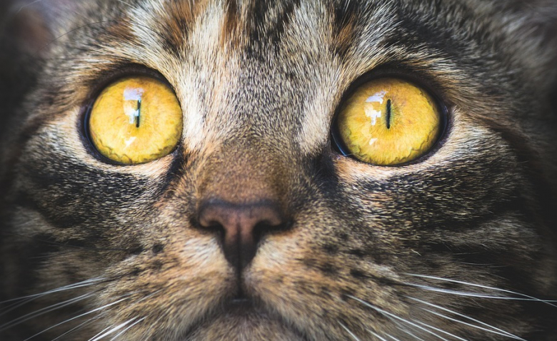 150 Chats Retires A Une Association Dans Le Tarn