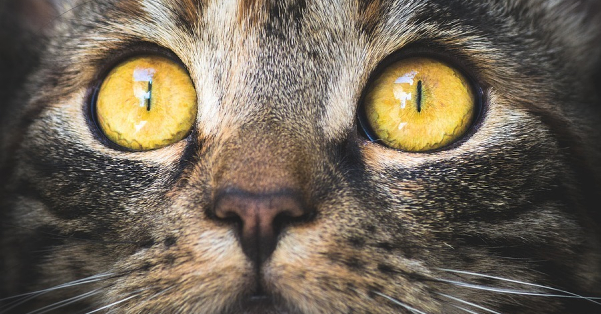 150 Chats Retires A Une Association Dans Le Tarn