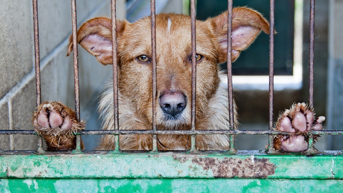 Illustration : "Une loi criminalisant la possession de viande de chien bloquée par le ministère de la Justice britannique"