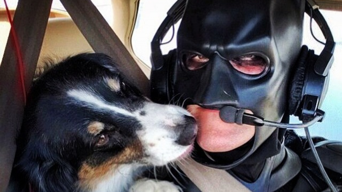 Illustration : "Quand Batman vole au secours des chiens et chats condamnés"