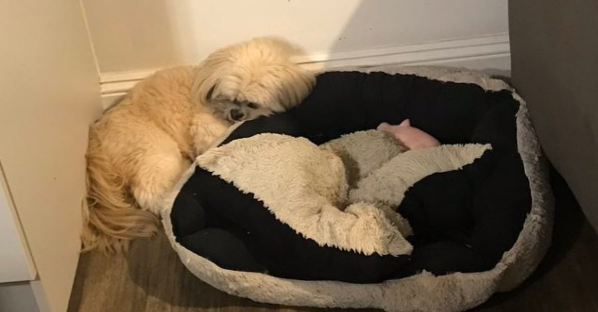 Un an après la mort de son ami, ce chien lui laisse toujours sa place dans le panier qu’ils