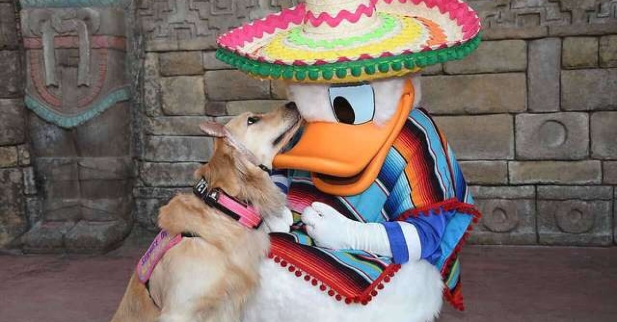 rencontre proprietaire chiens