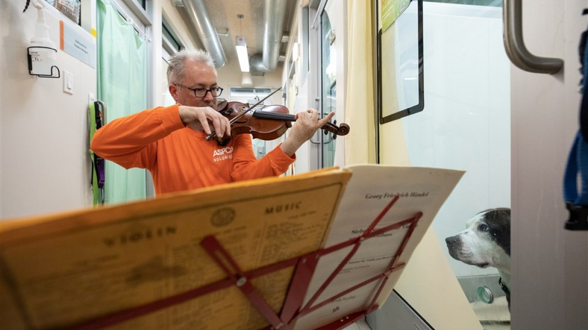 Illustration : "Ce violoniste joue pour les chiens d’un refuge, qui se détendent dès les premières notes"