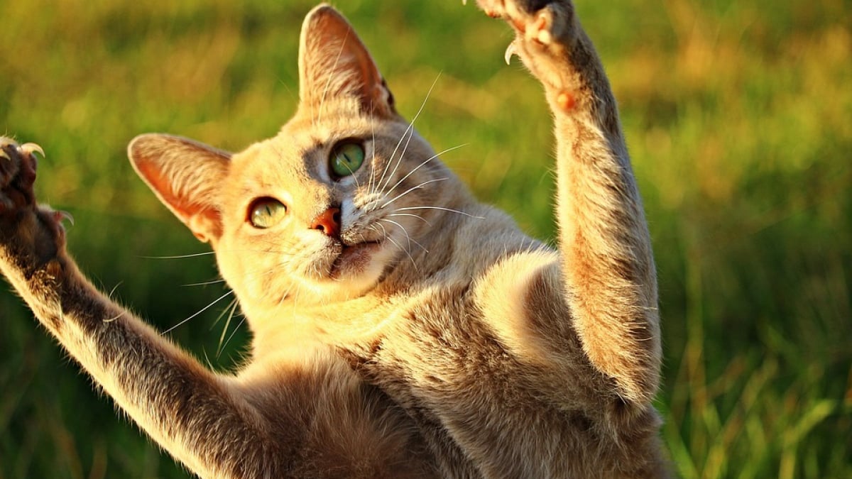 Illustration : "Griffé par un chat, un homme se voit recevoir une greffe du coeur ! "